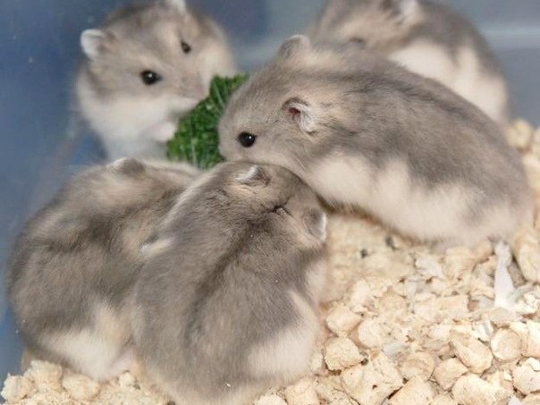 Породы хомяков | ЗооТом - продажа, вязка и услуги для животных в Вяземске