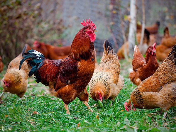 Породы куриц | ЗооТом - продажа, вязка и услуги для животных в Вяземске