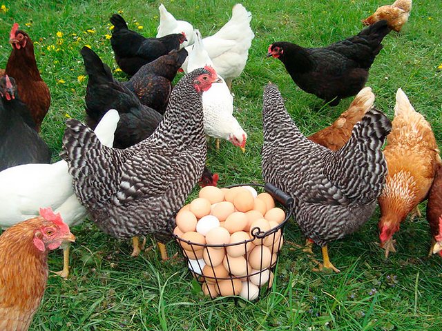 Содержание кур и уход за ними | ЗооТом - продажа, вязка и услуги для животных в Вяземске