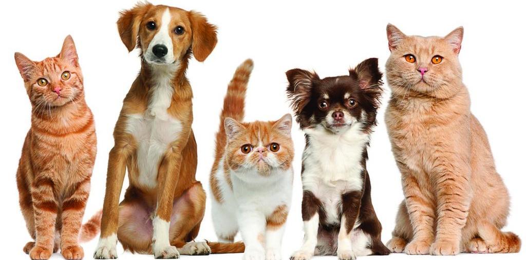 Доска объявлений о животных | ЗооТом - продажа, вязка и услуги для животных в Вяземске