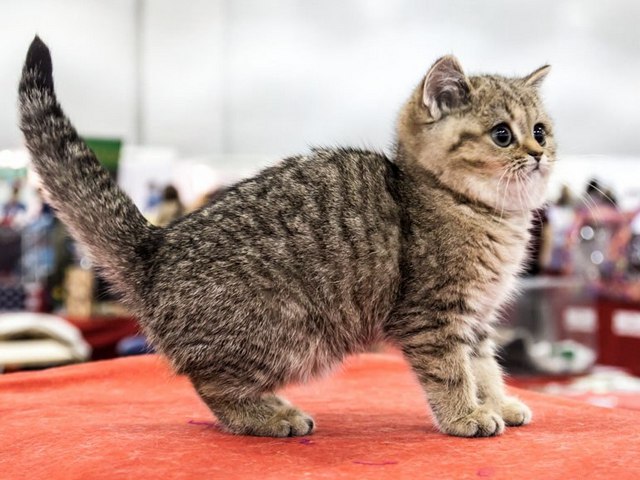 Породы кошек в Вяземске | ЗооТом портал о животных
