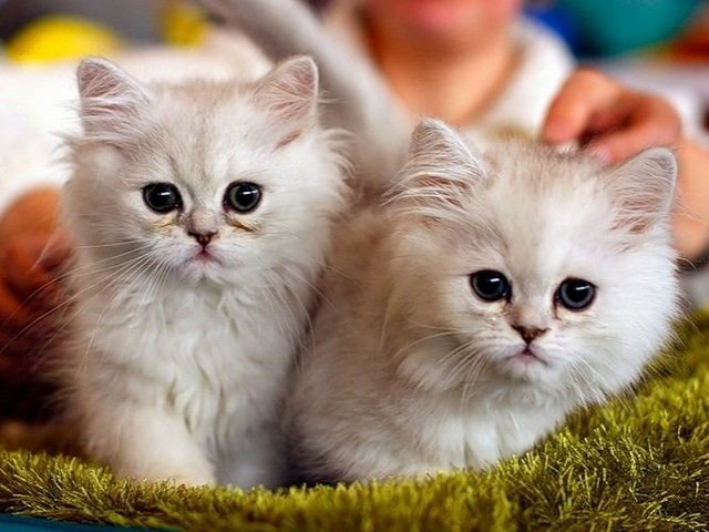 Породы кошек в Вяземске | ЗооТом портал о животных