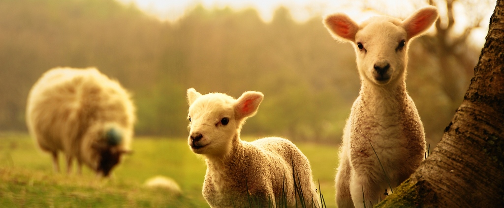 Объявления о сельскохозяйственных животных | ЗооТом - продажа, вязка и услуги для животных в Вяземске
