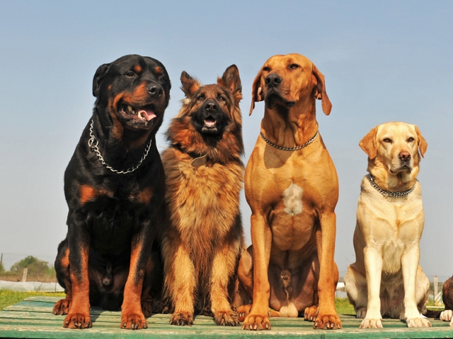 Крупные породы собак в Вяземске | ЗооТом портал о животных