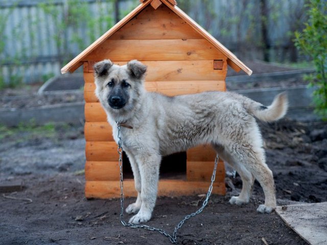 Все о собаках в Вяземске Все о собаках в Вяземске